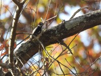 Downy Woodpecker