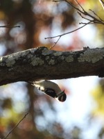 Downy Woodpecker at Bill & Deb's Neighborhood, NC
