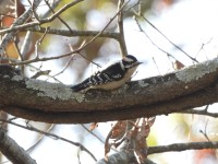 Downy Woodpecker at Bill & Deb's Neighborhood, NC