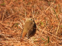 Hermit Thrush at Bill & Deb's Neighborhood, NC