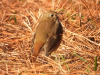 Hermit Thrush at Bill & Deb's Neighborhood, NC