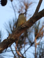 Red-bellied Woodpecker