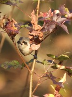 Tufted Titmouse