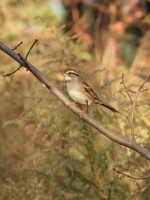 White-throated Sparrow at Bill & Deb's Neighborhood, NC