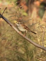 White-throated Sparrow at Bill & Deb's Neighborhood, NC