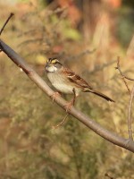 White-throated Sparrow at Bill & Deb's Neighborhood, NC