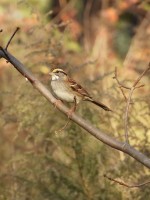 White-throated Sparrow
