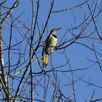 Northern Flicker at Eno River--Few's Ford; Orange County, NC