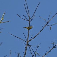 Ruby-crowned Kinglet at Eno River--Few's Ford; Orange County, NC