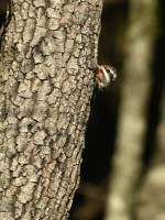 Yellow-bellied Sapsucker at Eno River--Few's Ford; Orange County, NC