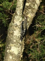 Yellow-bellied Sapsucker at Eno River--Few's Ford; Orange County, NC