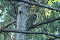 Barred Owl