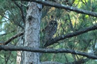 Barred Owl at Bill & Deb's Back Yard; Raleigh, NC