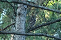 Barred Owl at Bill & Deb's Back Yard; Raleigh, NC