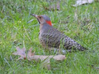 Northern Flicker at Bill & Deb's Back Yard; Raleigh, NC