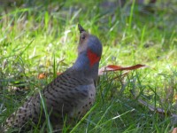 Northern Flicker