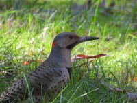 Northern Flicker at Bill & Deb's Back Yard; Raleigh, NC