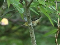 Bay-breasted Warbler at Lake Lynn, Raleigh NC