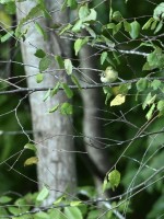 Bay-breasted Warbler at Lake Lynn, Raleigh NC