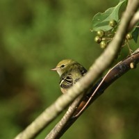 Bay-breasted Warbler at Lake Lynn, Raleigh NC