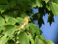 Bay-breasted Warbler at Lake Lynn, Raleigh NC
