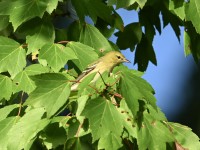 Bay-breasted Warbler at Lake Lynn, Raleigh NC