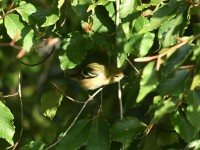 Bay-breasted Warbler at Lake Lynn, Raleigh NC