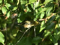 Bay-breasted Warbler at Lake Lynn, Raleigh NC
