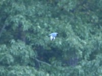 Belted Kingfisher at Lake Lynn, Raleigh NC