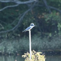 Belted Kingfisher at Lake Lynn, Raleigh NC