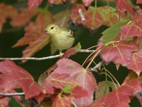 Blackpoll Warbler at Lake Lynn, Raleigh NC