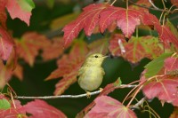 Blackpoll Warbler at Lake Lynn, Raleigh NC