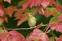 Blackpoll Warbler at Lake Lynn, Raleigh NC