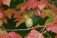 Blackpoll Warbler
