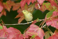 Blackpoll Warbler at Lake Lynn, Raleigh NC