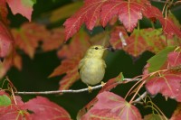 Blackpoll Warbler at Lake Lynn, Raleigh NC