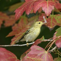 Blackpoll Warbler at Lake Lynn, Raleigh NC