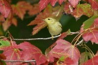 Blackpoll Warbler at Lake Lynn, Raleigh NC