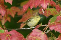 Blackpoll Warbler at Lake Lynn, Raleigh NC
