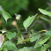Black-throated Blue Warbler at Lake Lynn, Raleigh NC