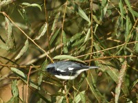 Black-throated Blue Warbler at Lake Lynn, Raleigh NC