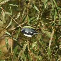 Black-throated Blue Warbler at Lake Lynn, Raleigh NC