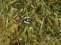 Black-throated Blue Warbler at Lake Lynn, Raleigh NC