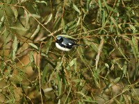 Black-throated Blue Warbler at Lake Lynn, Raleigh NC