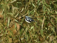 Black-throated Blue Warbler at Lake Lynn, Raleigh NC