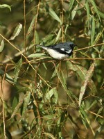 Black-throated Blue Warbler at Lake Lynn, Raleigh NC