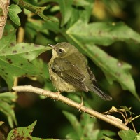 Black-throated Blue Warbler at Lake Lynn, Raleigh NC