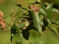 Black-throated Blue Warbler at Lake Lynn, Raleigh NC