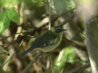 Black-throated Blue Warbler