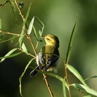 Black-throated Green Warbler at Lake Lynn, Raleigh NC